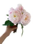 Пион имитация цветов - 图片 5