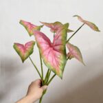 Сад Мона имитация цветочных материалов - 图片 55
